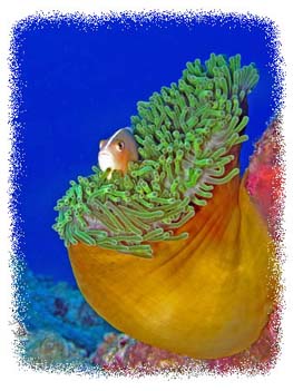 Bali diving