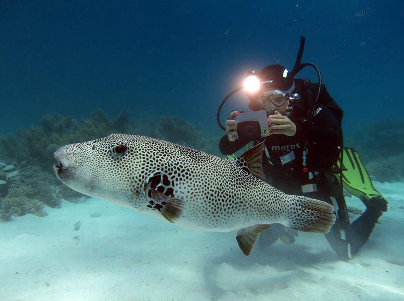 Diving course PADI OWD in Bali